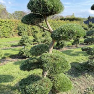 Pinus sylvestris 175/200 cm Nr 156