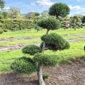 Pinus mugo Gnom 120/130 cm Nr 65
