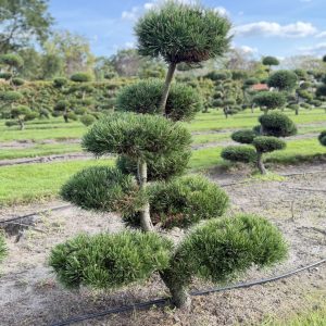 Pinus mugo Gnom 120/130 cm Nr 84