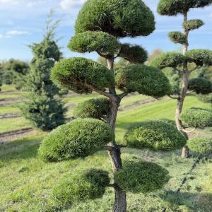 Pinus sylvestris 175/200 cm Nr 175