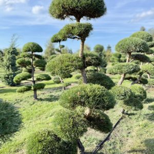 Pinus sylvestris 200/225 cm Nr 178