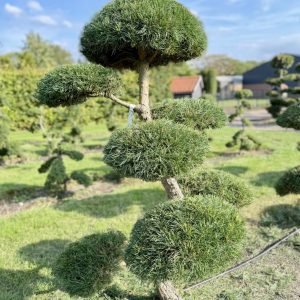 Pinus sylvestris 175/200 cm Nr 199