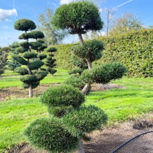 Pinus mugo Gnom 160/170 cm Nr 58