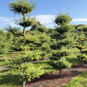 Larix kaempferii 200/225 cm