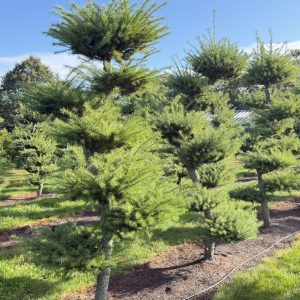 Larix kaempferii 225/250 cm