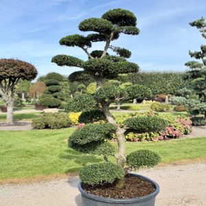 Ilex crenata Kinme Bonsai 200/225 cm Nr 130