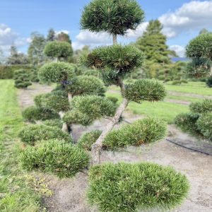 Pinus mugo Gnom 150/160 cm Nr 54